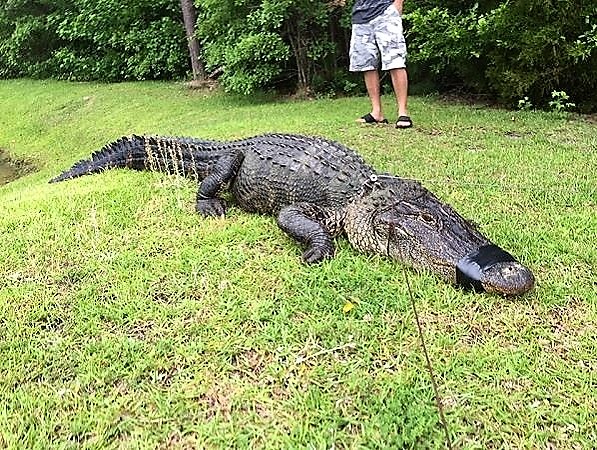 Alligator Removal in Myrtle Beach and Surrounding Areas
