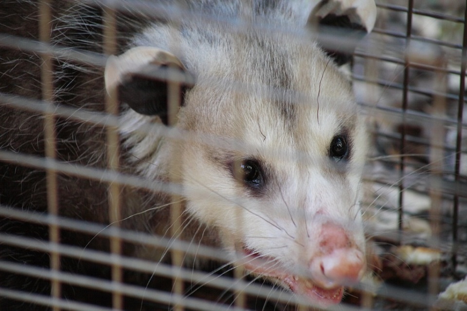 Capture Opossum