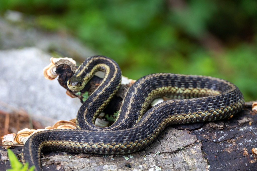 eastern-garter-snake