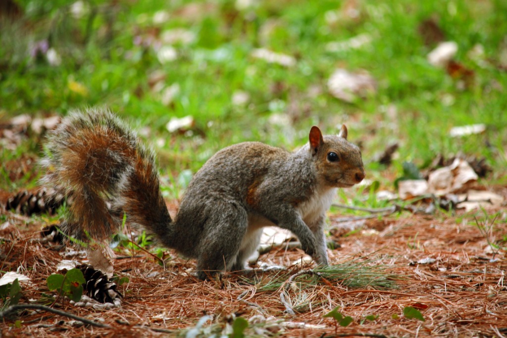 eastern-gray-squirrel