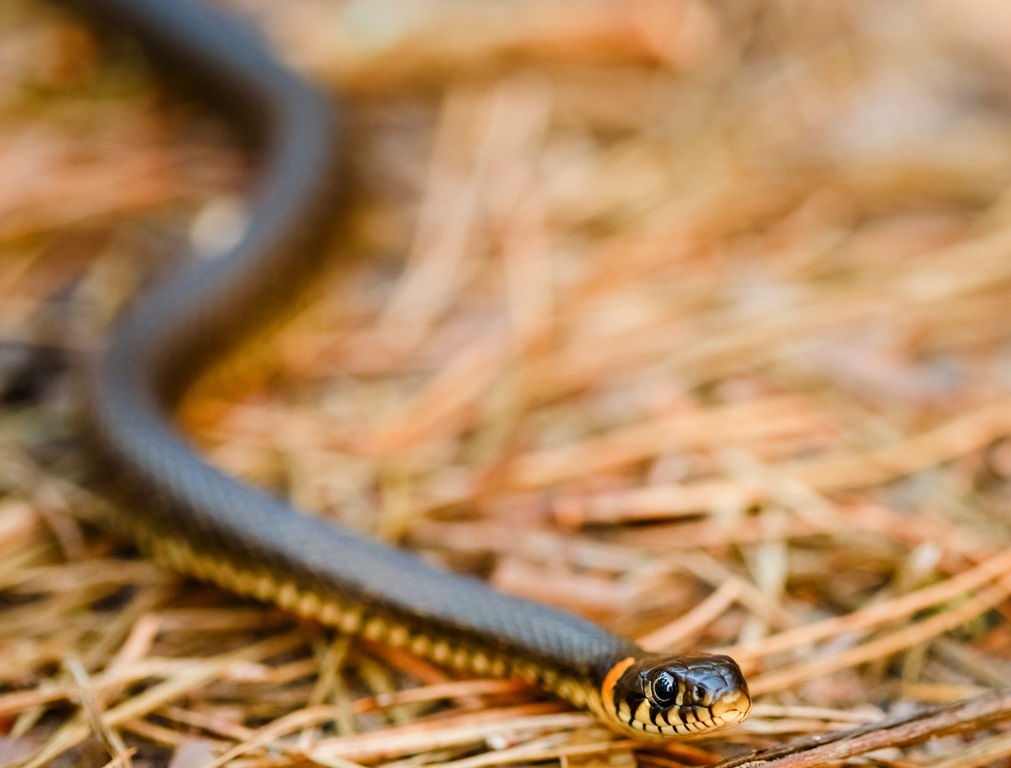 Eastern Ringneck Snake