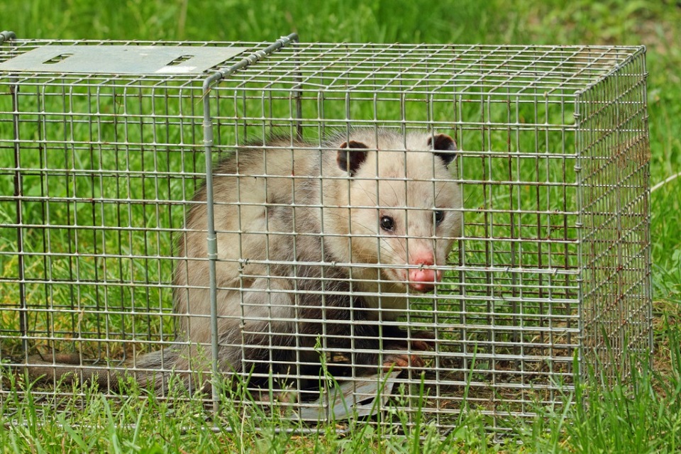 Capture Opossum