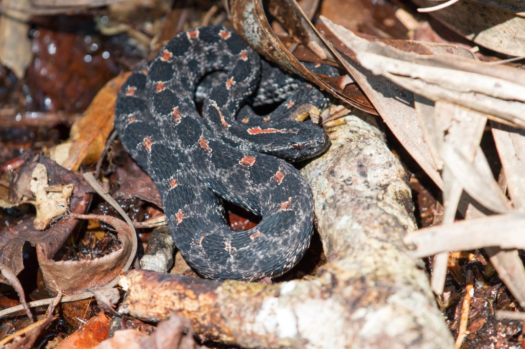 pygmy-rattlesnake-