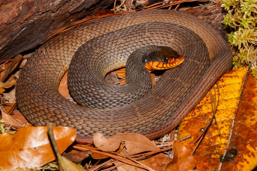 redbellied-water-snake