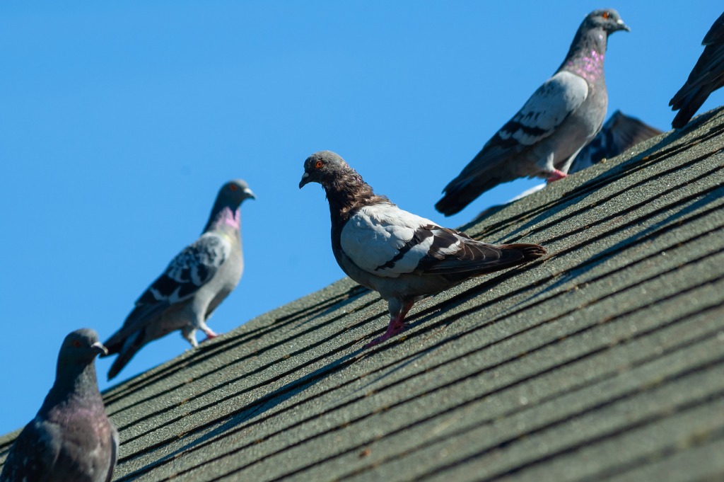capture pigeons