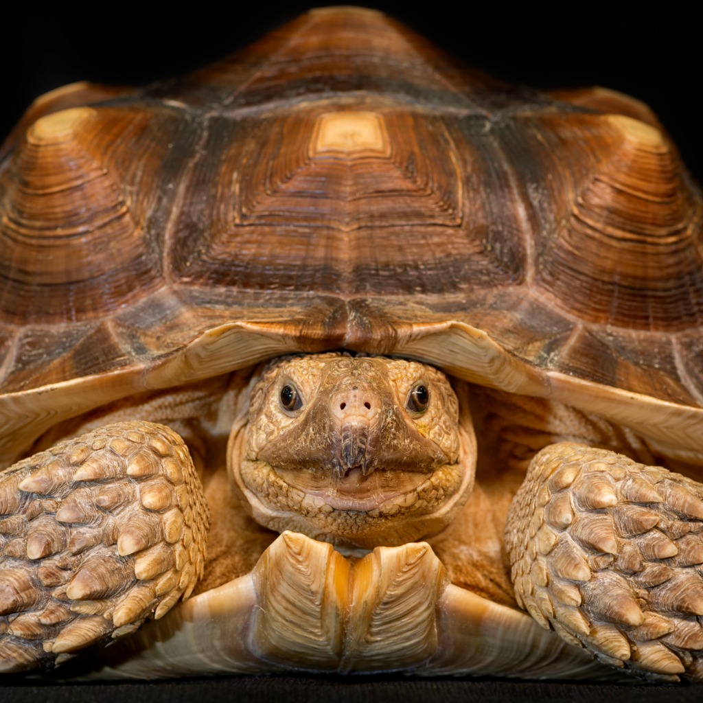 african-spurred-tortoise-picture-id167632566