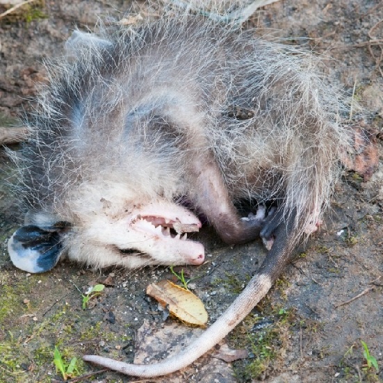 opossum-playing-dead-picture-id502613334