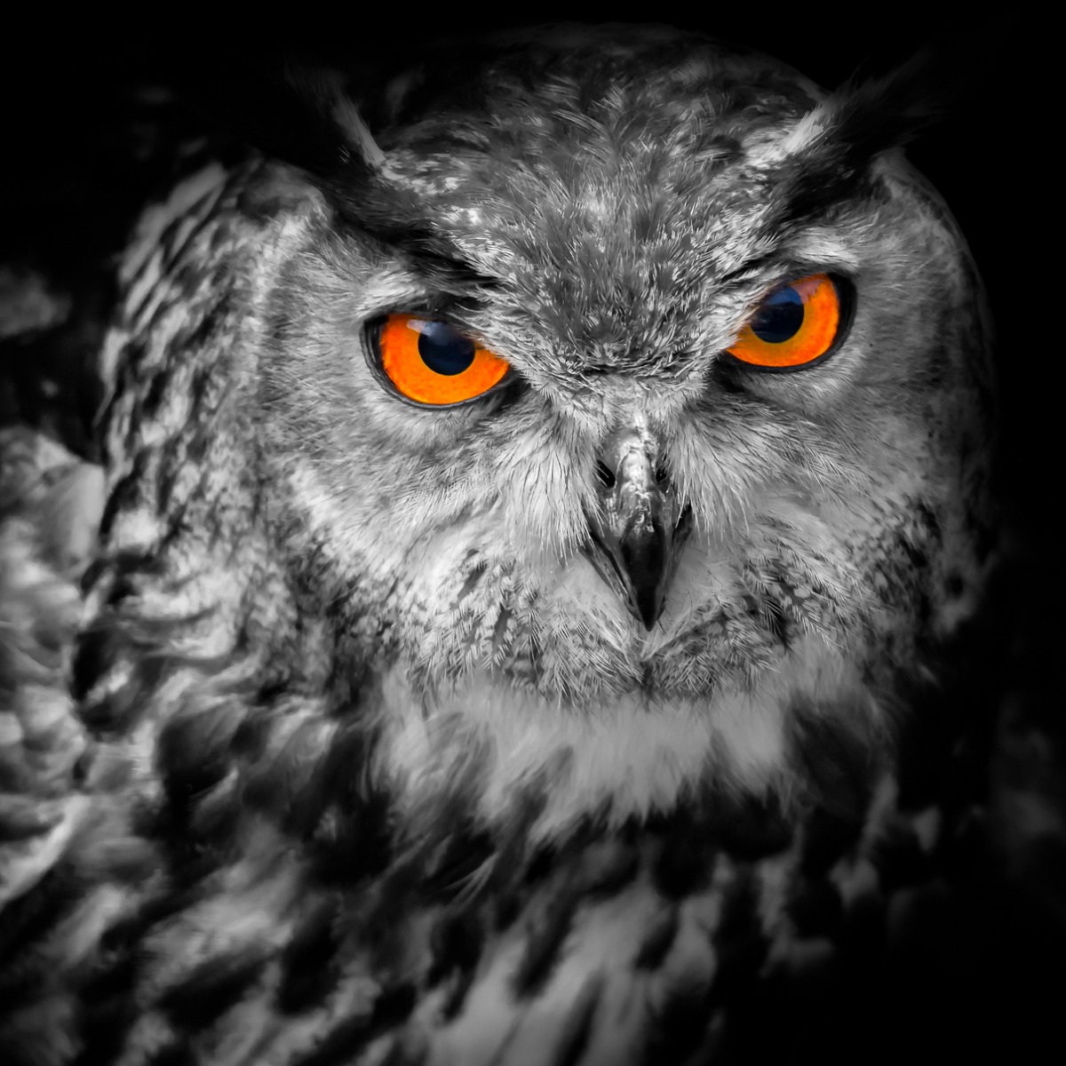 owl-with-orange-eyes-picture-id1355972644 (1)